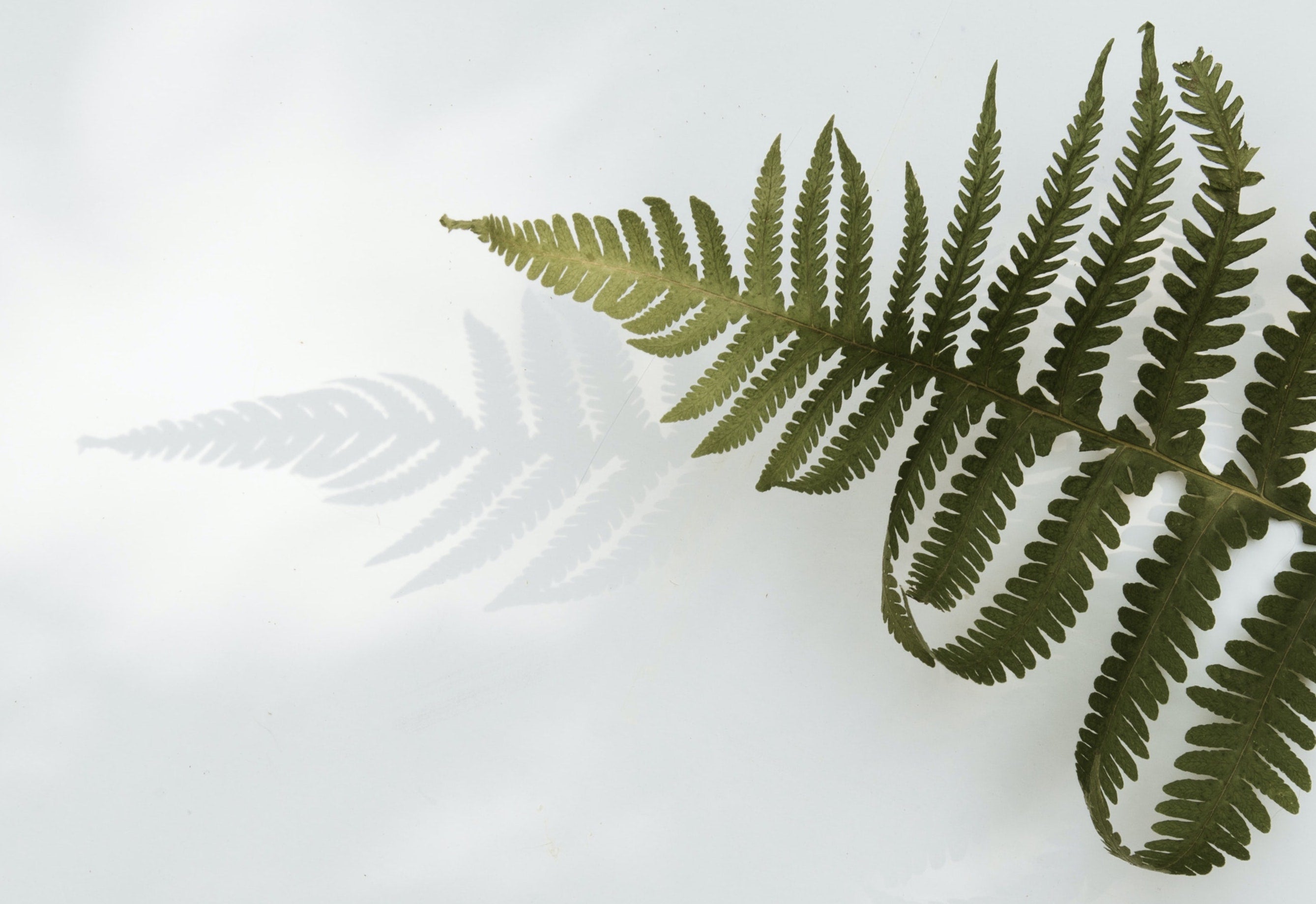 LOVESKIN COVID 19 Update - August 2020