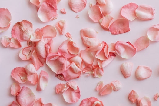 Rose petals scattered on plain background