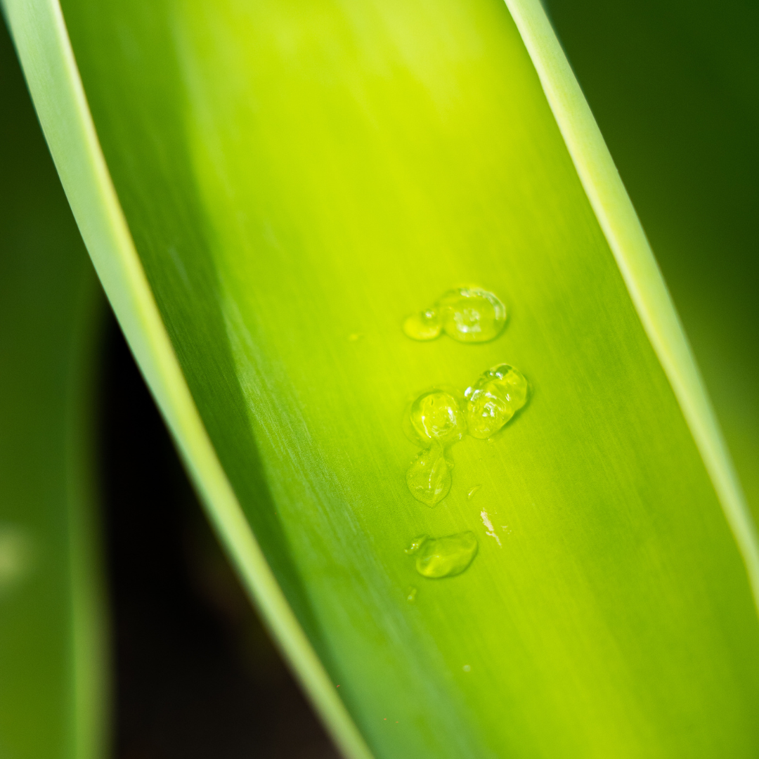 Fresh Aloe Vera plant used as a natural ingredient in LoveSkin Soothing Gel with Aloe Vera & Cucumber.