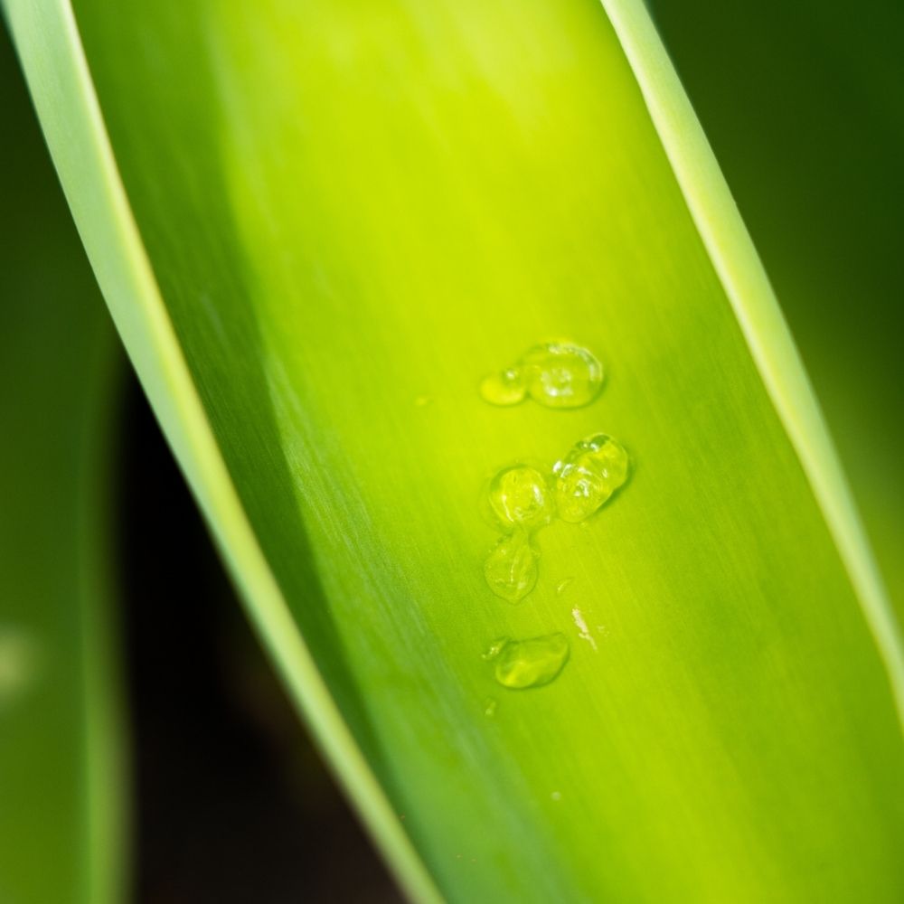 Fresh Aloe Vera plant used as a natural ingredient in LoveSkin Soothing Gel with Aloe Vera & Cucumber.
