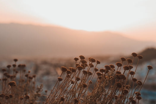 sunset imager of a field and plants growing